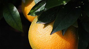 Naranjas de Sóller