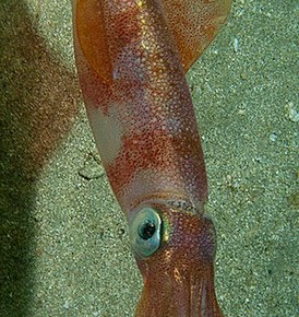 Squid Squid